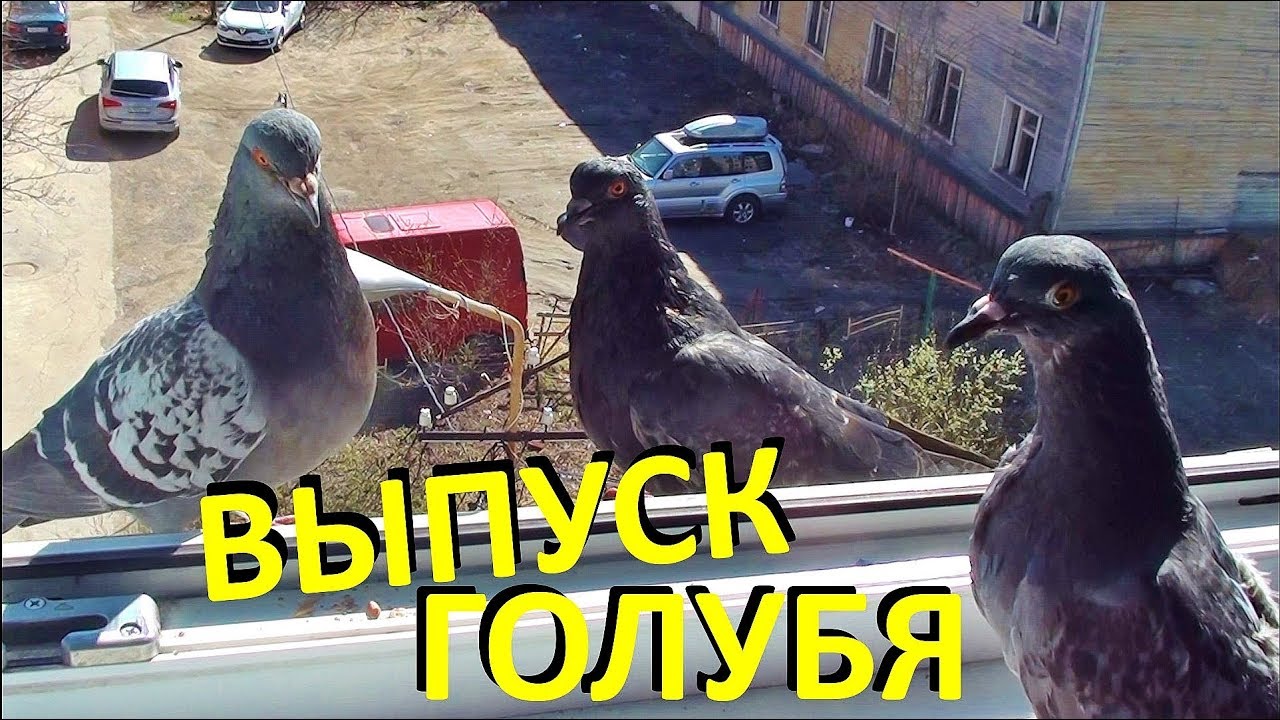 Выпуск голубя