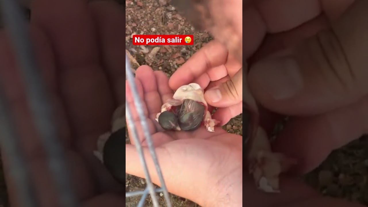 Ayudando a un pollito a salir de su cascar&oacute;n 😔 #criadero #gallosminiatura #pollitos