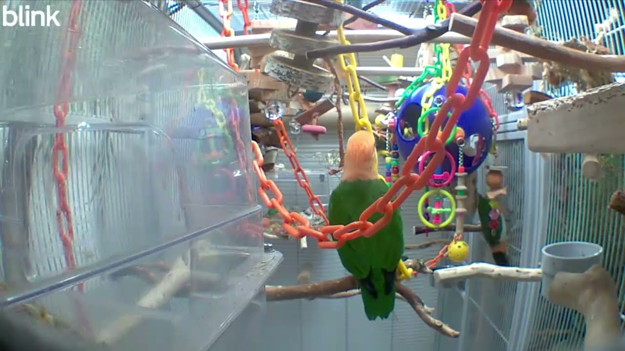 A quick remote look in to see the flock enjoying their chop 🥰