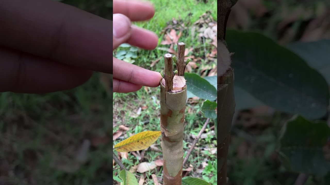 Grafting for all fruit trees
