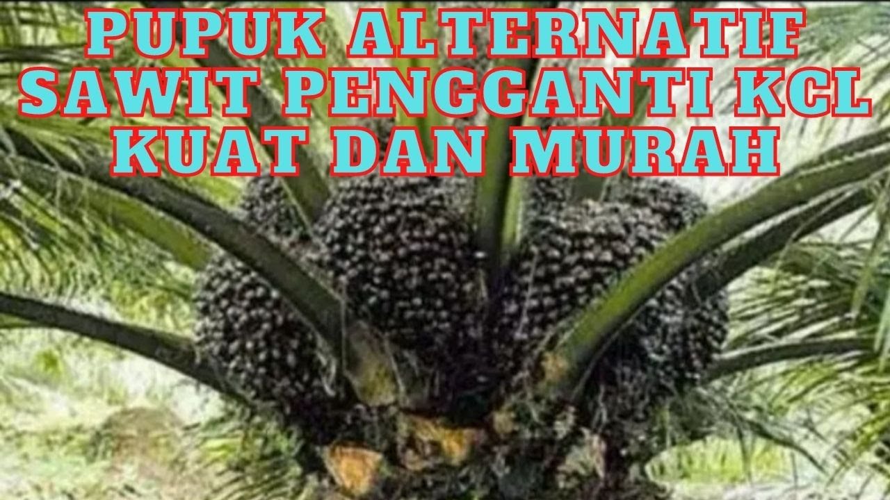 PUPUK ALTERNATIF SAWIT PENGGANTI KCL