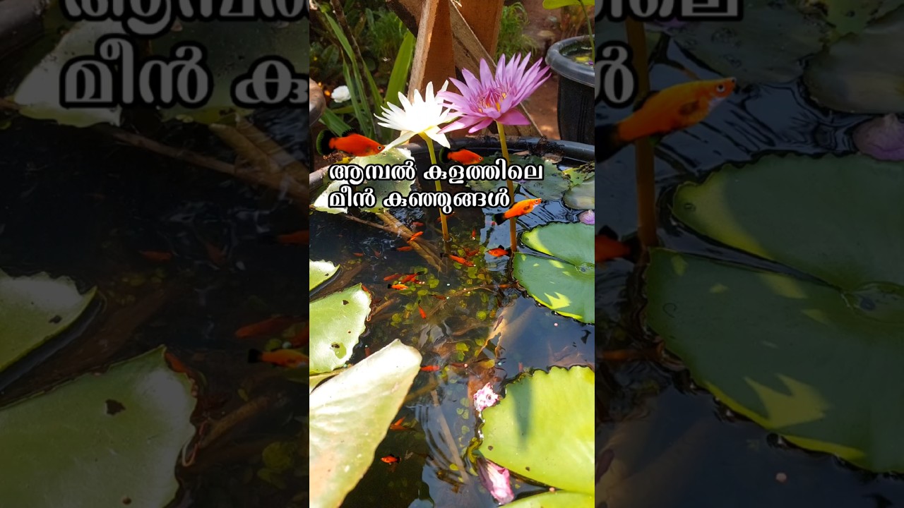 രണ്ട് മീനിൽ നിന്ന് തുടങ്ങിയതാ ഇപ്പൊ കണ്ടോ🥹🧿