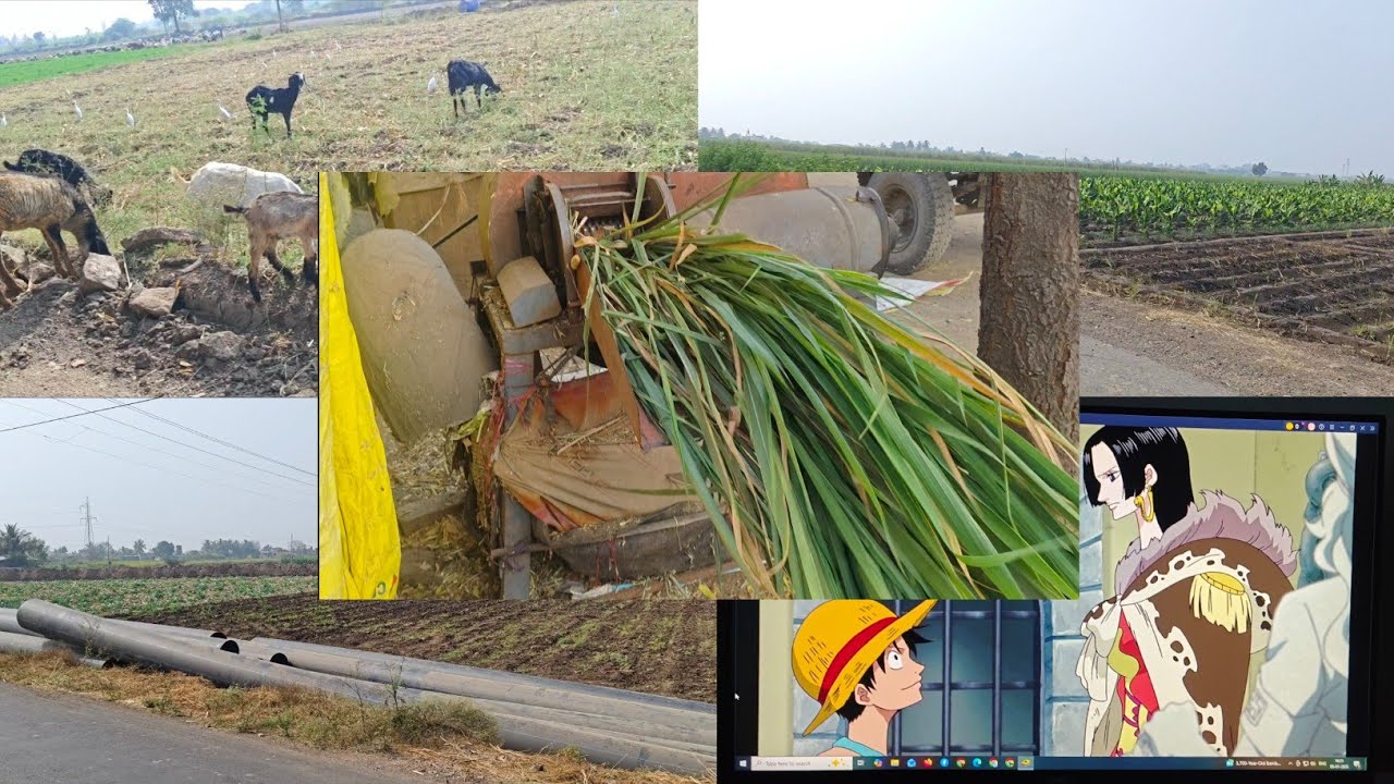 Full Video: 6 Days of farm life, Gardening, Farming, Cooking, Animal Care | Sơn Thôn