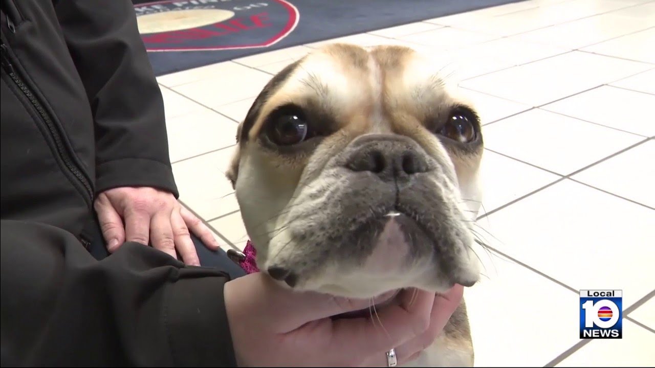 Animal advocates help puppies after rescue from abuse in Broward