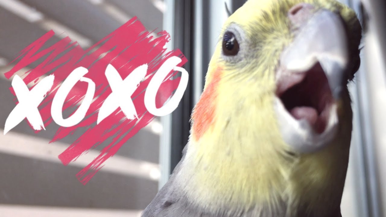 Emotional Support Birb