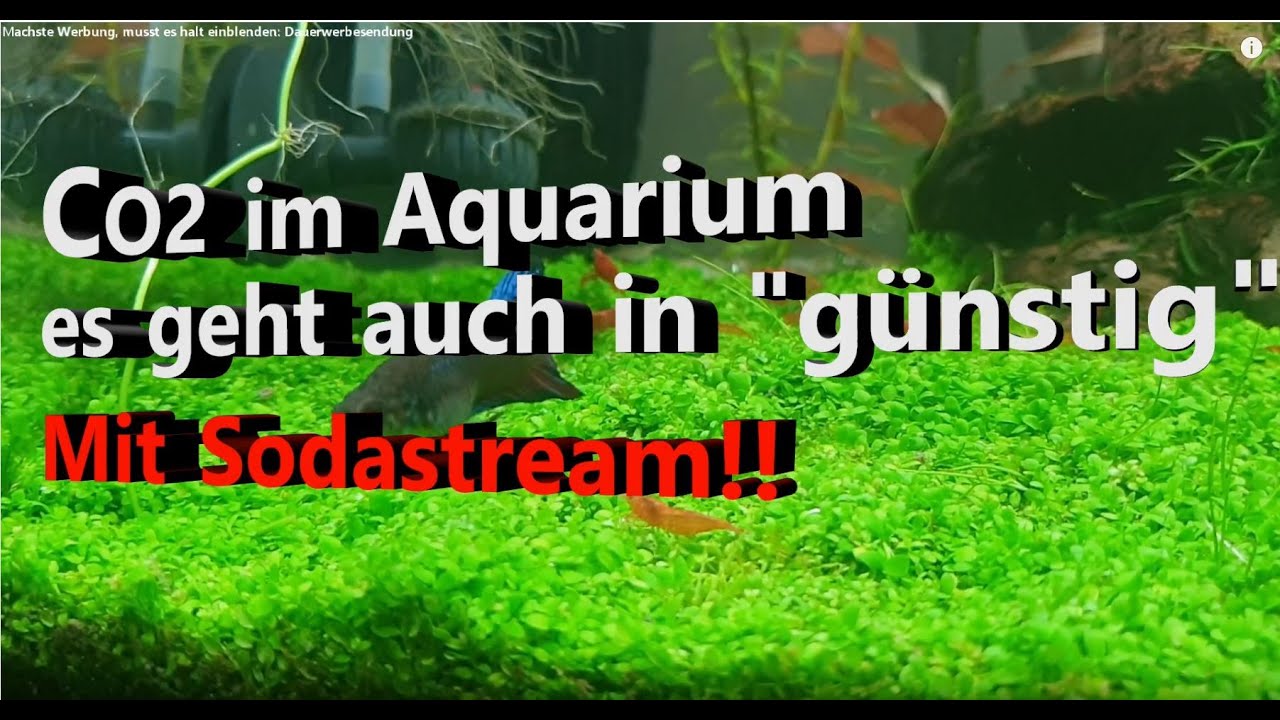CO2 Anlage Aquarium (Sodastream) nur in 