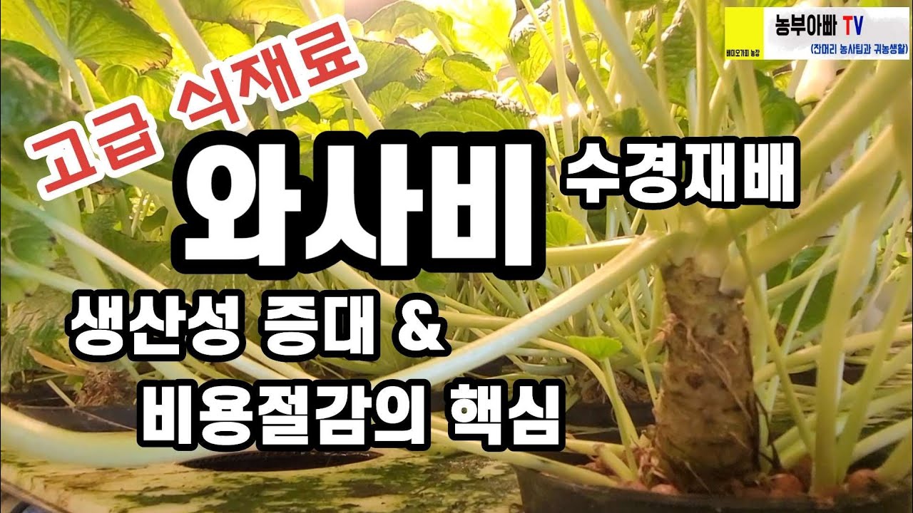 스마트팜 와사비 수경재배의 핵심은 플라즈마 양액살균. 퓨어플라텍