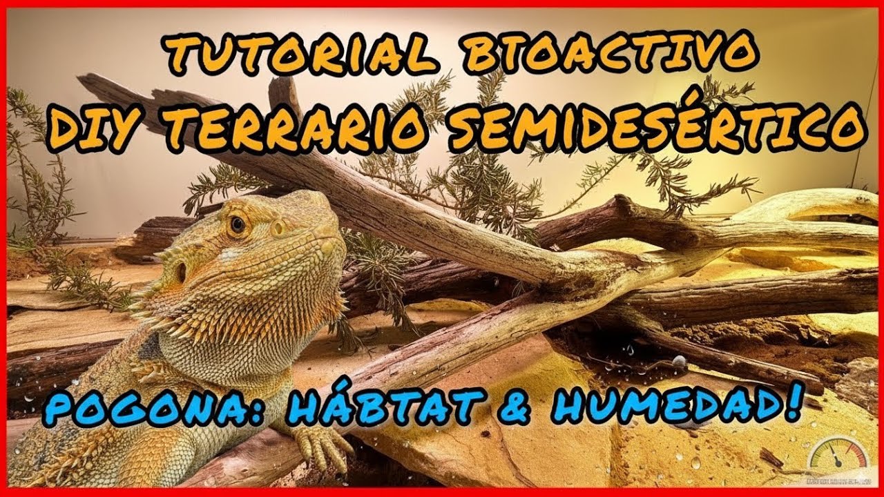 Terrario DESÉRTICO BIOACTIVO | para POGONAS 😉 | Lagartos desérticos