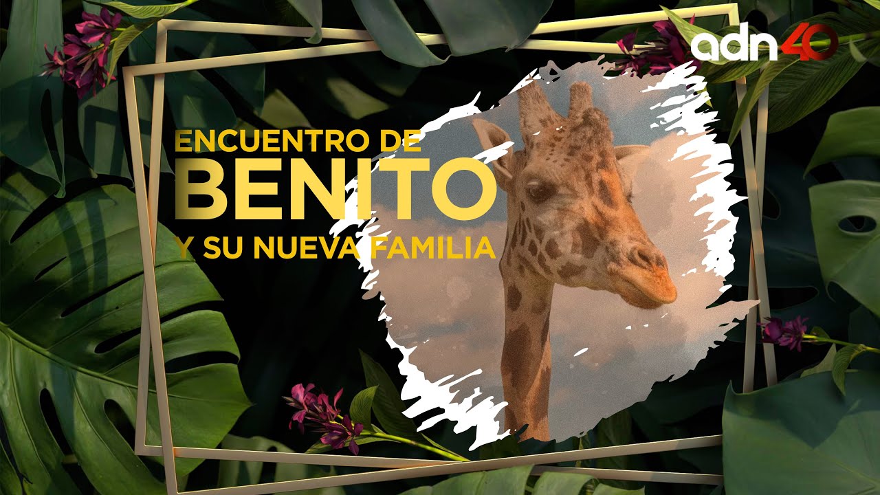 🔴 EN VIVO | Benito conoce a su nueva familia en Puebla, el comienzo de una historia inolvidable