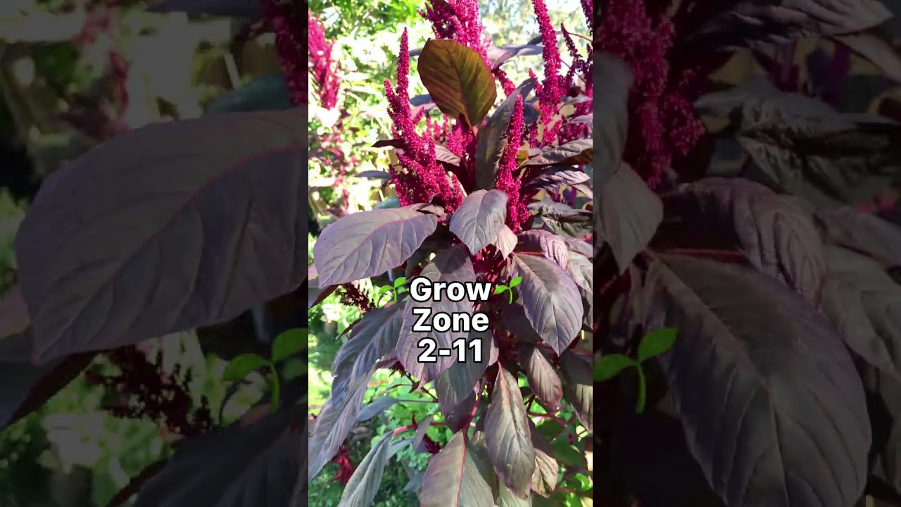 RED AMARANTH! GROW IN YOUR GARDEN FOR THEIR EDIBLE SEEDS AND LEAVES.