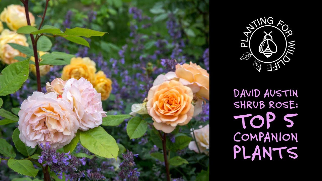 David Austin shrub rose - top 5 companion plants