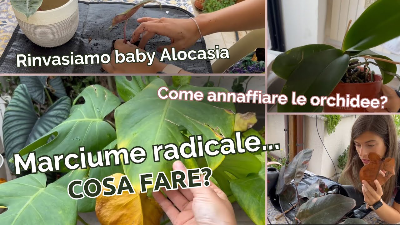 [VLOG] Annaffiamo orchidee, salviamo piante da interno e rinvasiamo!
