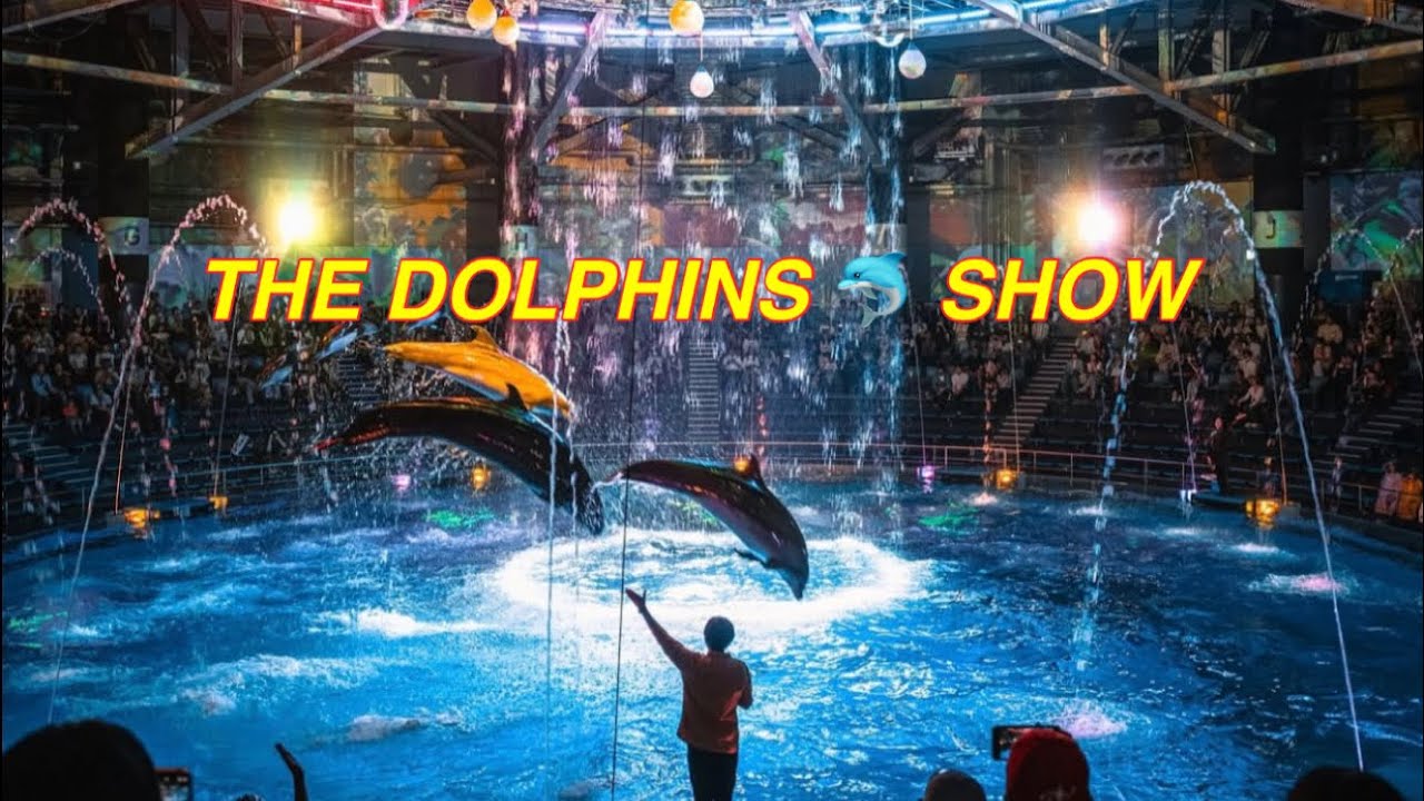 The Dolphin show In Japan 🇯🇵 Watch The Full Show You Will Enjoy It (Location 📍pinned below 👇)