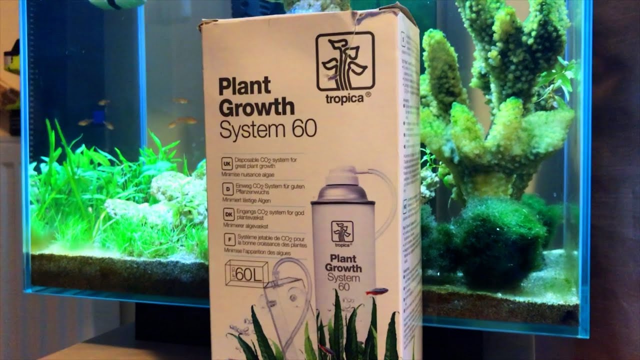 installing CO2 into my Fluval Edge Aquarium