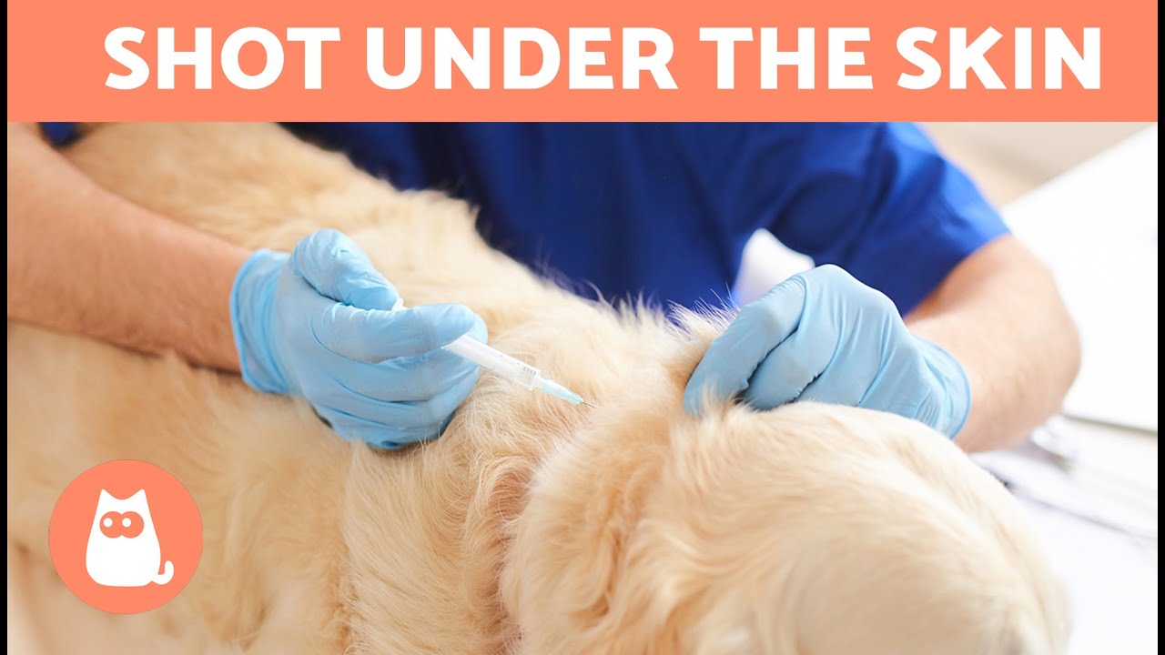 Как сделать подкожную инъекцию собаке 🐶💉 | Пошаговое объяснение