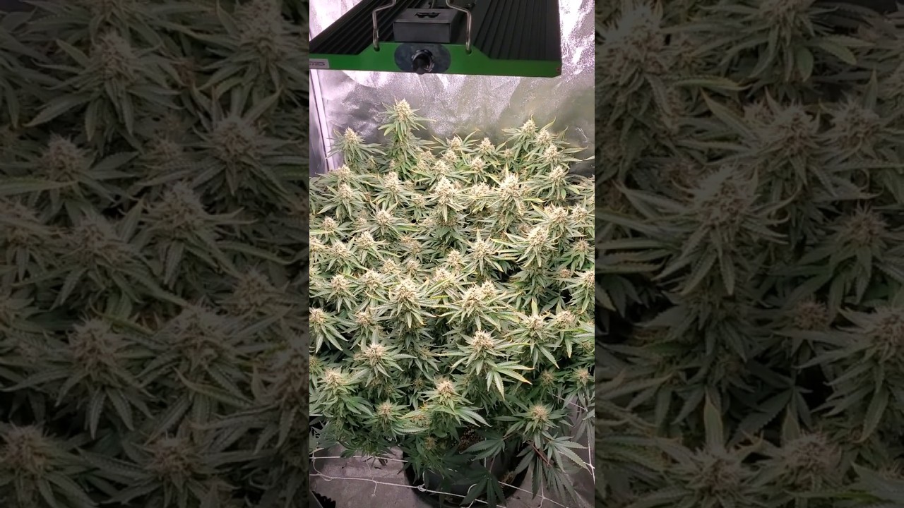 Cookies&Cream under a Viparspectra p2000 3x3 #garden #Viparspectra #shorts #trending #cannabisdaily
