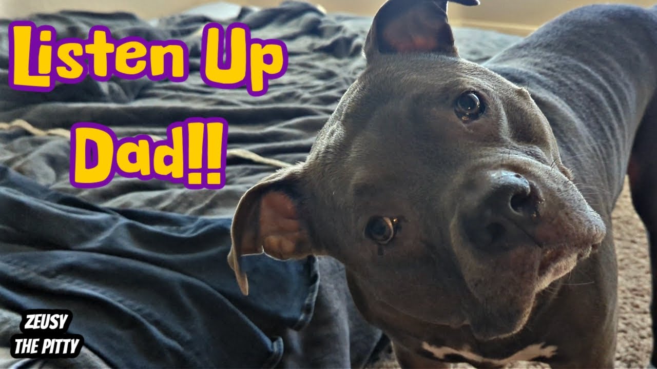 Talking Pitbull Tells Dad All About It! Most Talkative Dog On YouTube