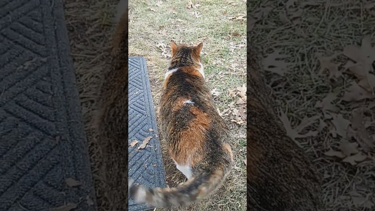 Purrty 🐈 comes to visit camp. She is the camp host cat 😺 she is a luv bug 