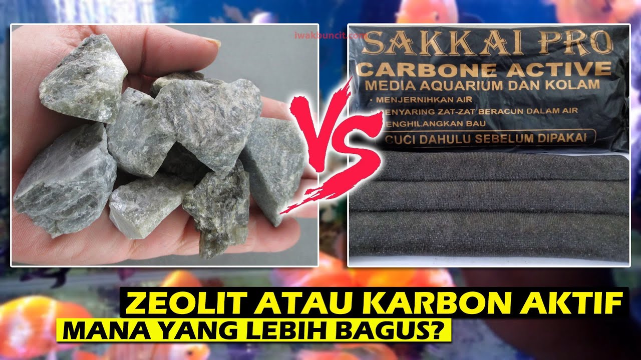 Batu Zeolit atau Karbon Aktif: Mana yang Lebih Bagus untuk Filter Aquarium Ikan Mas Koki?