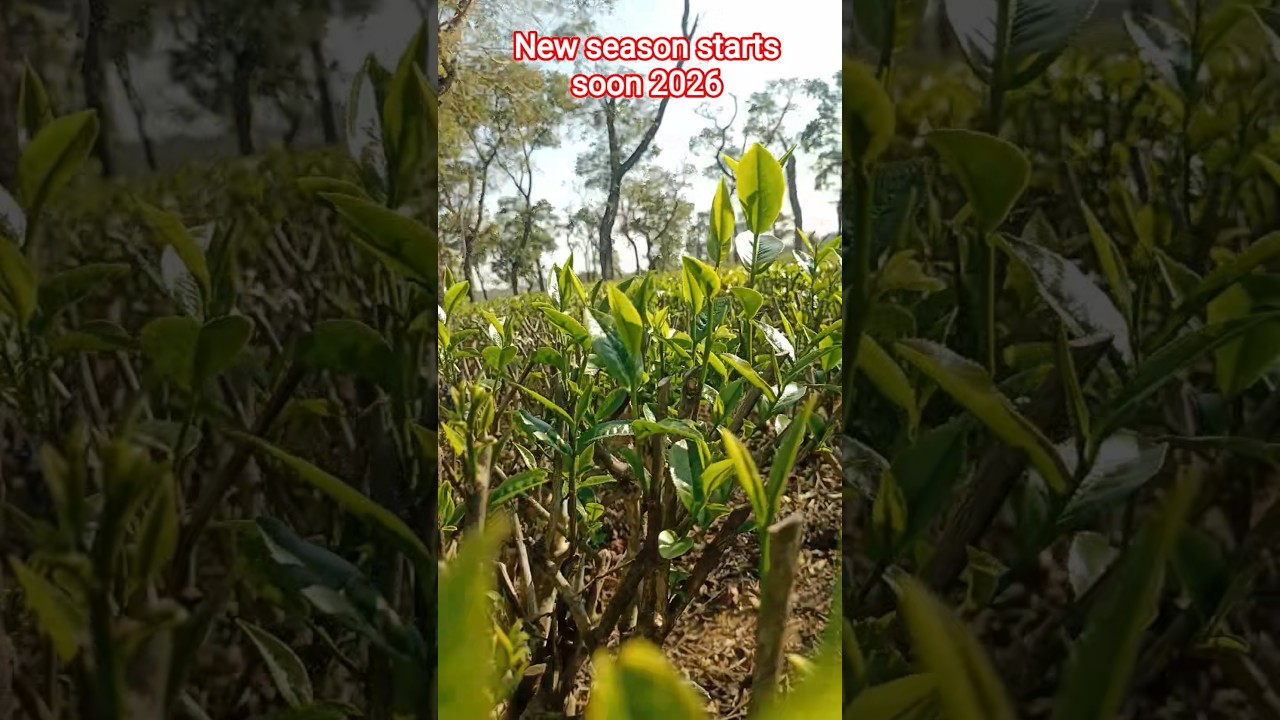 Assam ki Chai Bagan 🌱 