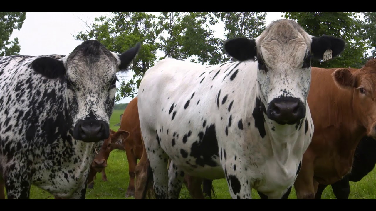 Boeuf Québec Ferme Janor