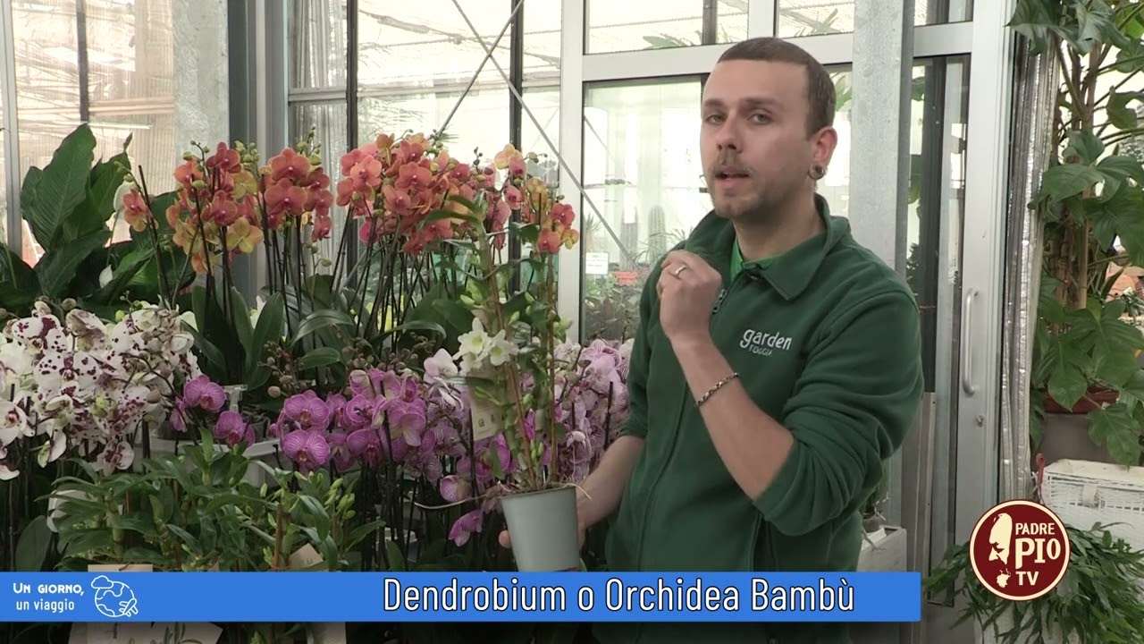 Orchidea bambù (Un giorno, un fiore 11 Aprile 2022)