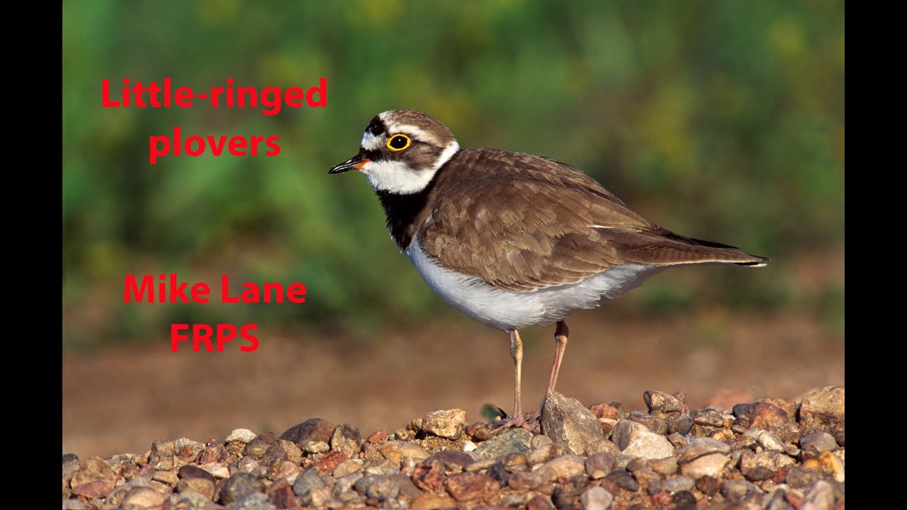 Little-ringed plover photography