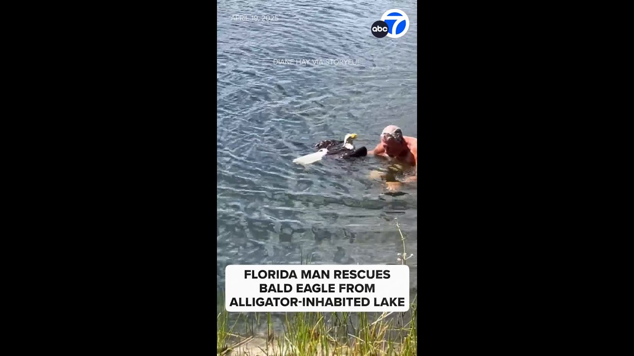 Florida man rescues bald eagle from alligator-filled lake
