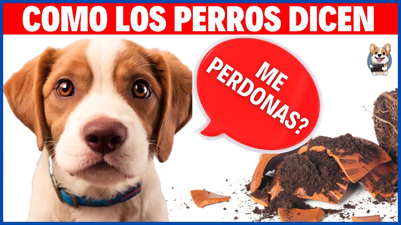 10 Maneras como los Perros Piden Disculpas. Te sorprenderán 🐶💬