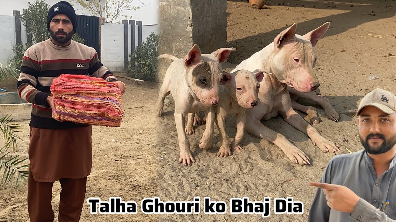 Talha Ghouri ko Gultair male Puppy Bhaj Dia 🐶 Barfi ka Bhai Talha Bhai ko dy Dia 