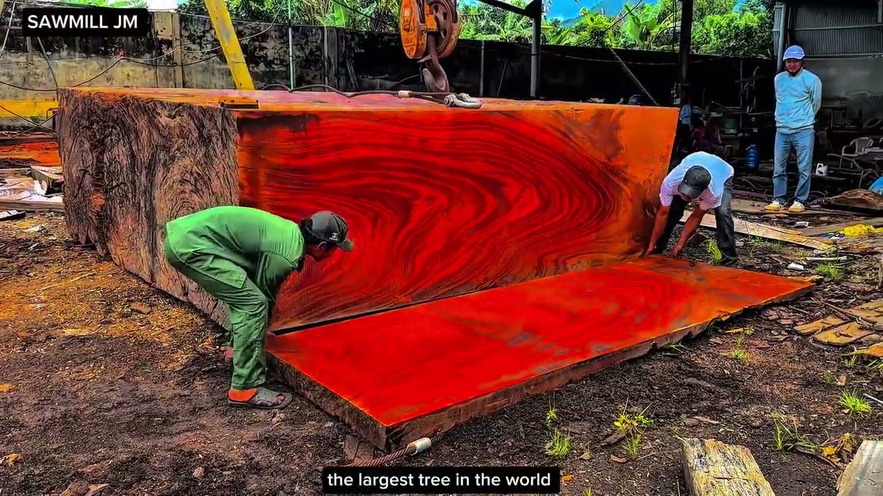 This is how you cut down a 1500-year-old tree