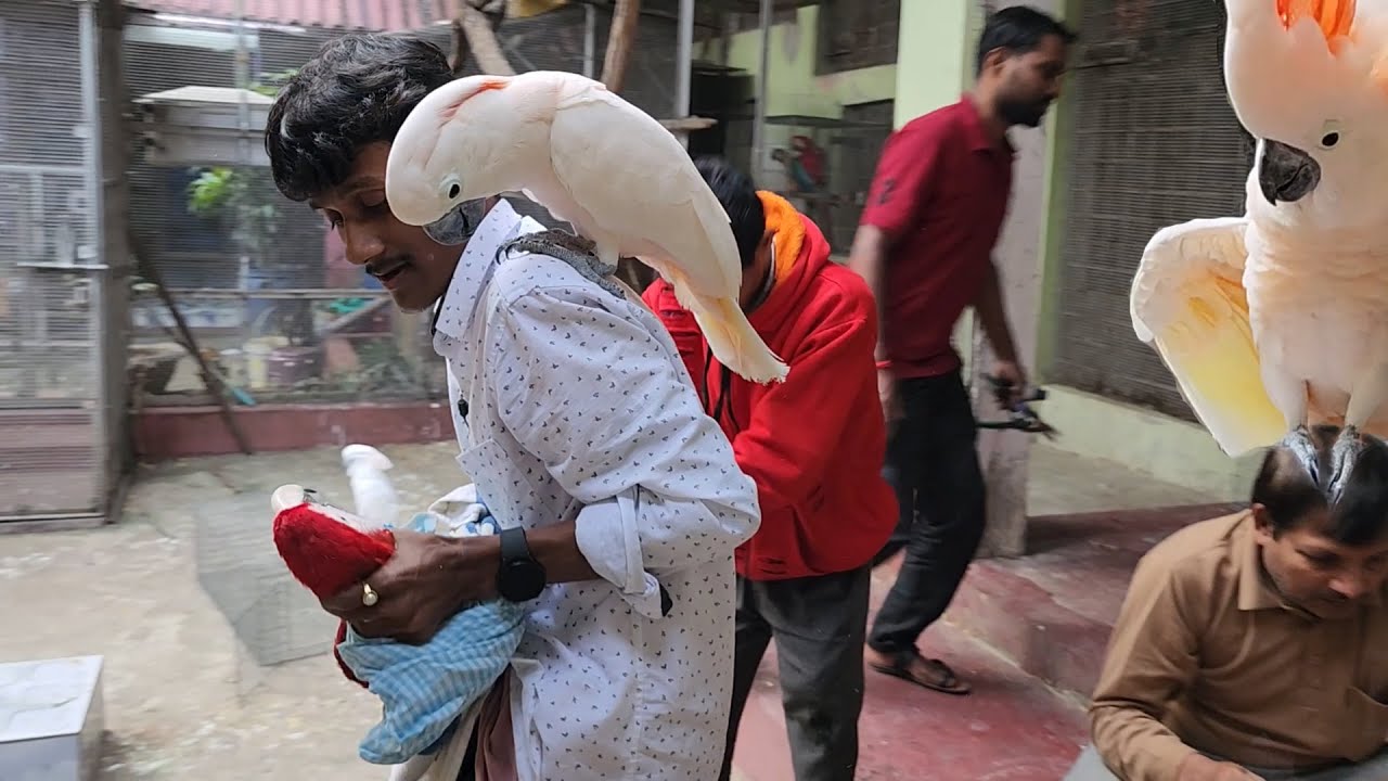Birds Are Suffering A Lot / Very Angry At This Kind Of Treatment Of Birds Parrots.