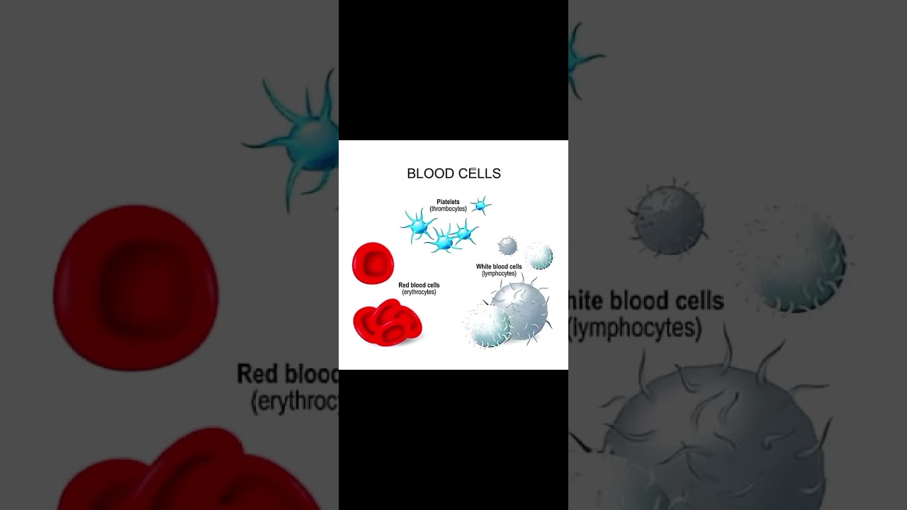 7th science ch #2 (Blood)