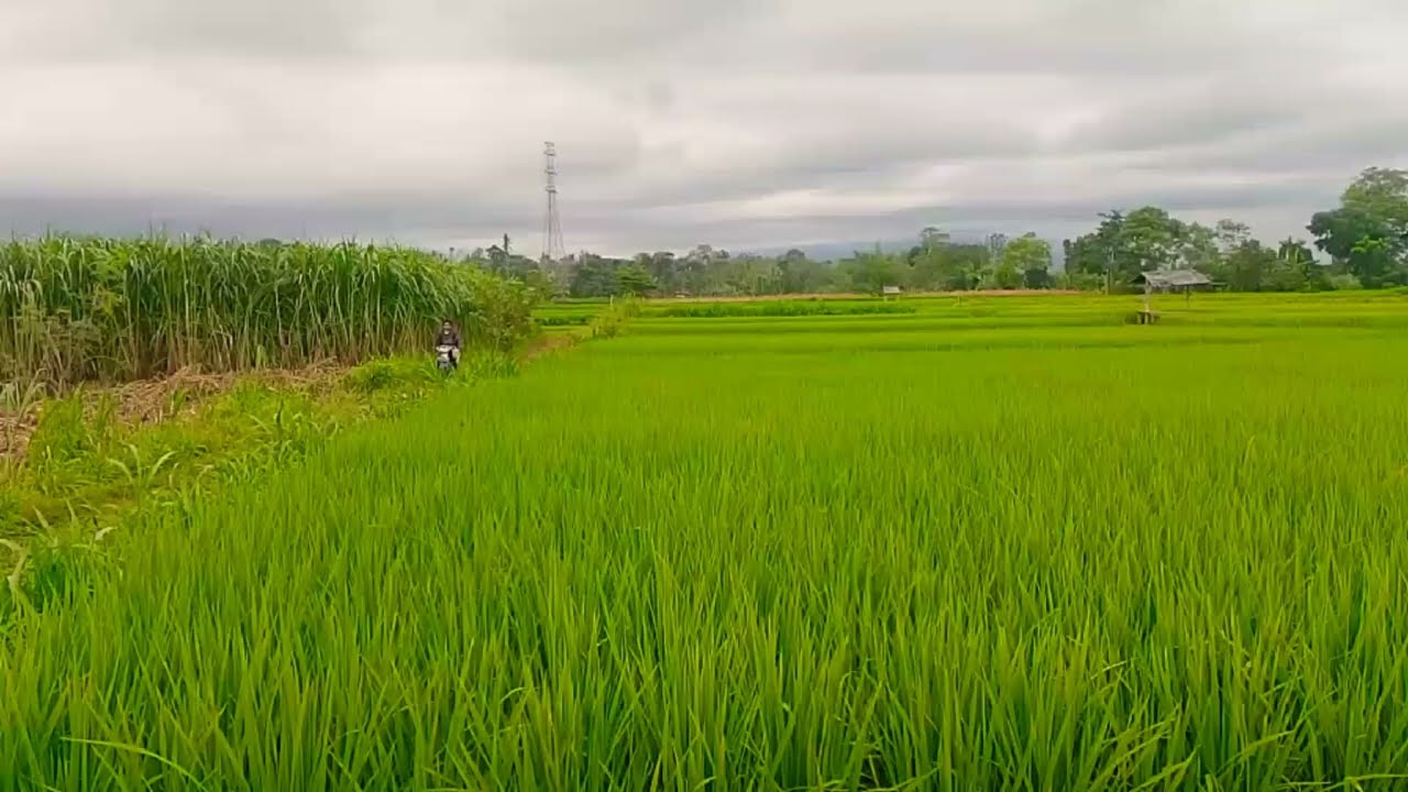Suasana dipedesaan blitar