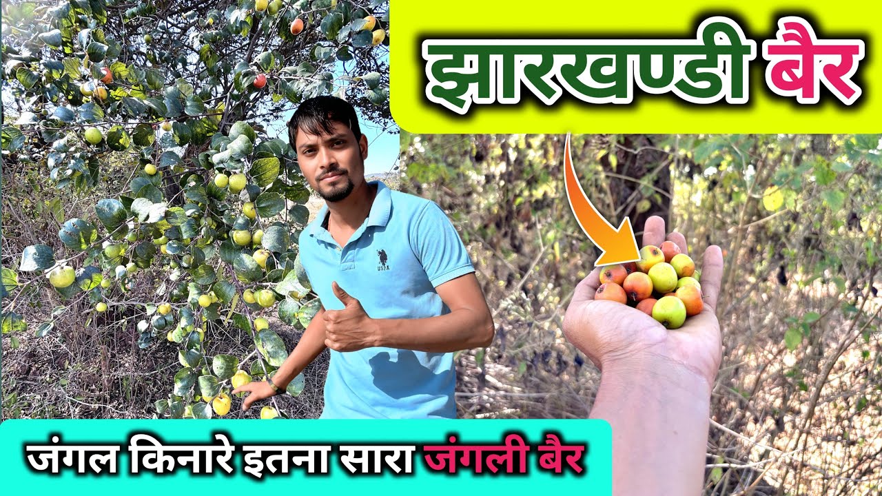 झारखण्डी बैर | Jungle Kinare Itna Sara Bair 😱| जंगली बैर बहुत अधिक मीठा 👌|