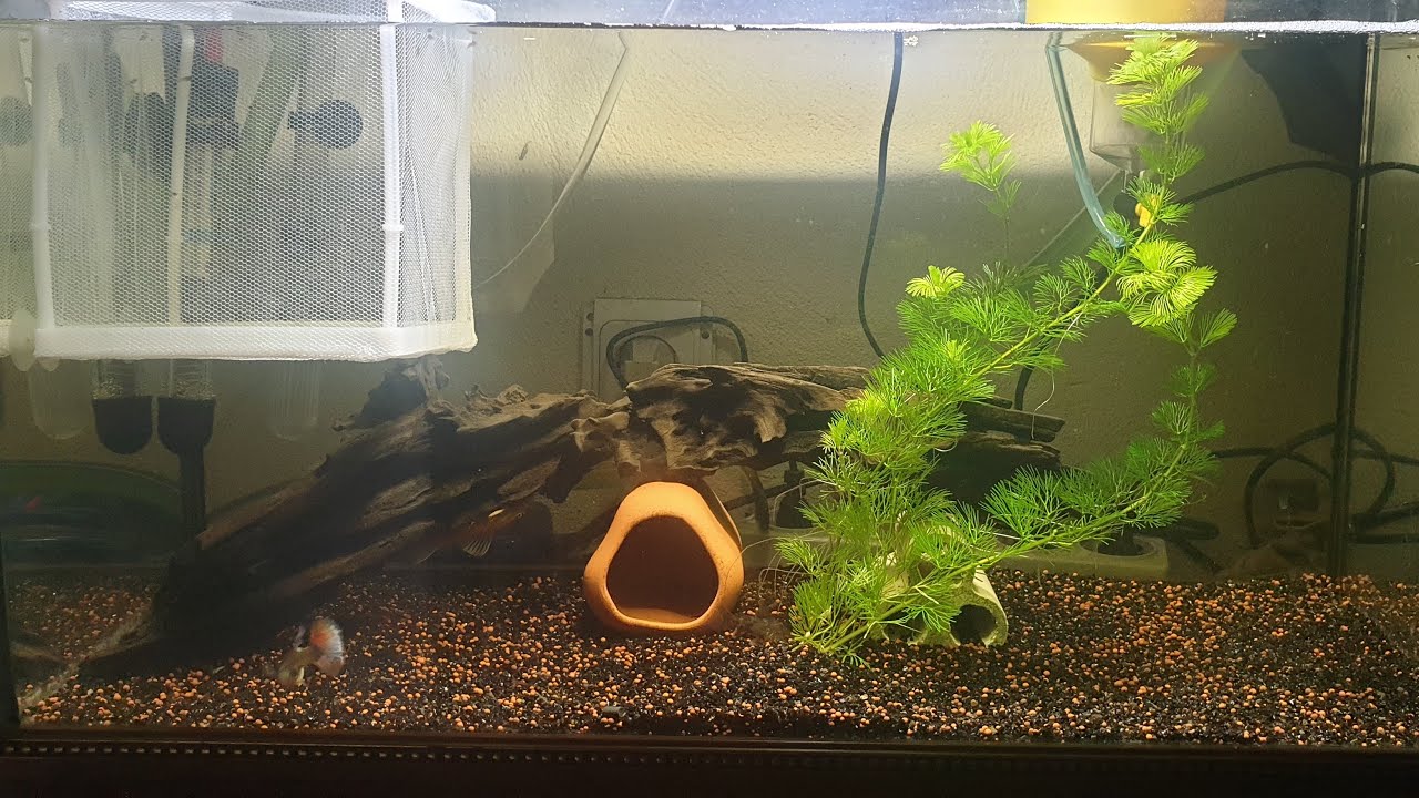 Lepistes Yavruları Ve Tül Yavruluk Kullanımı Ve Sonuç.