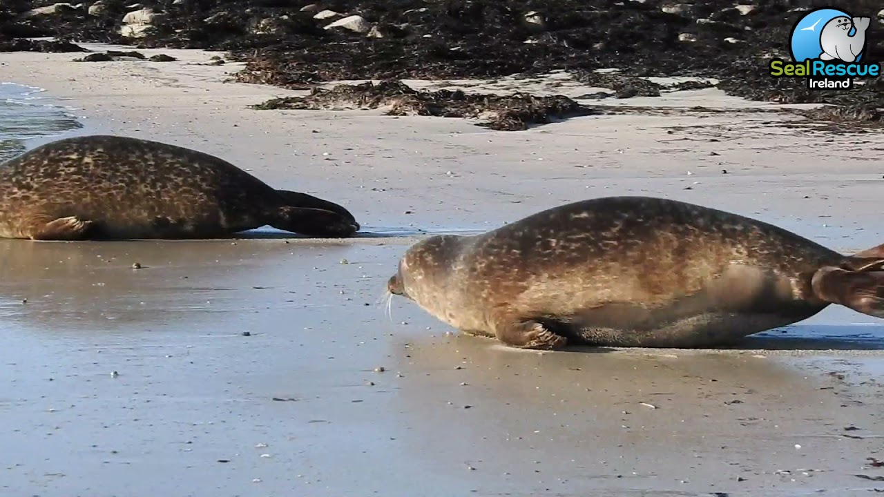 Common Seal / Harbour Seal Release at Furbogh Beach, Galway, Ireland.