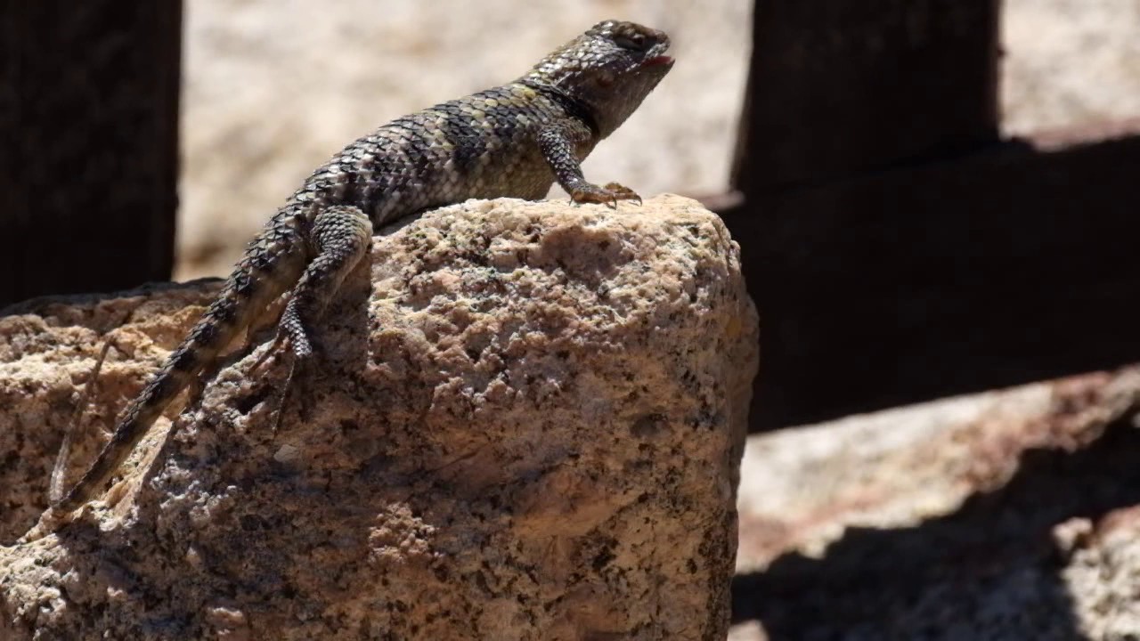 Sceloporus magister