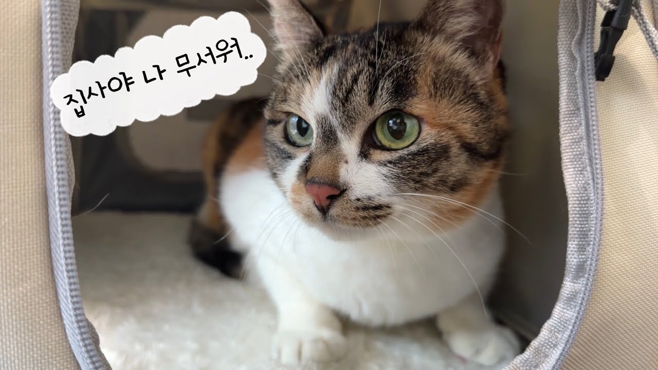10년차 집사의 숙제, 10살 고양이 병원 브이로그🏥