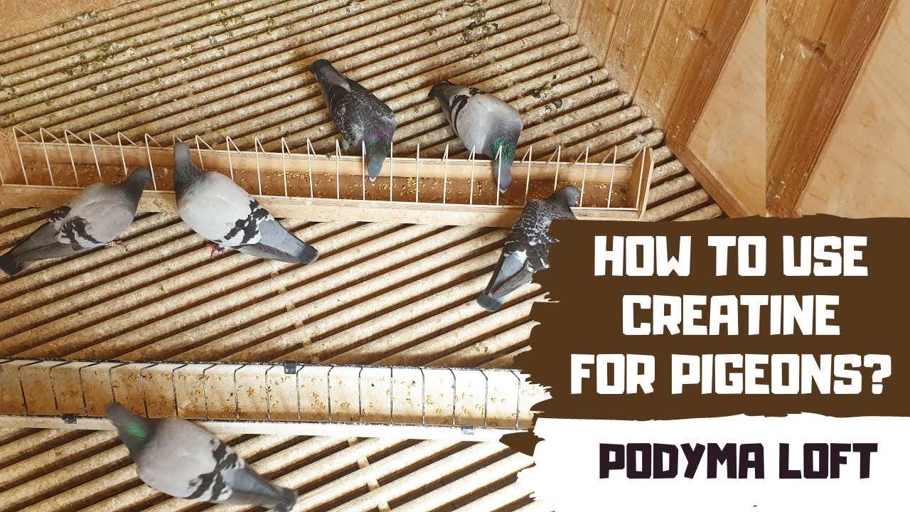 How to use Creatine for pigeons? | Podyma Loft