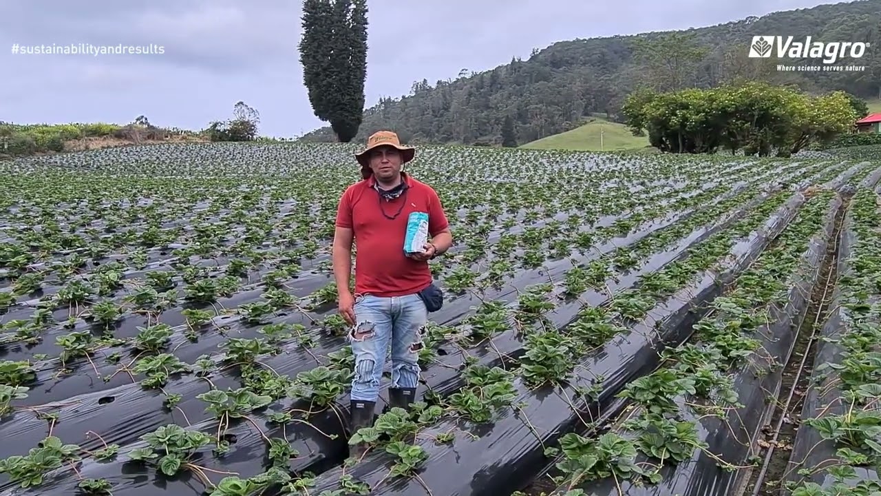 Valagro Testimonia Jose Bonilla: Fresas