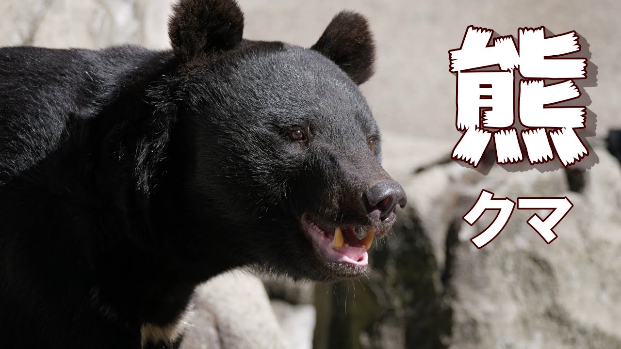 熊に注意！