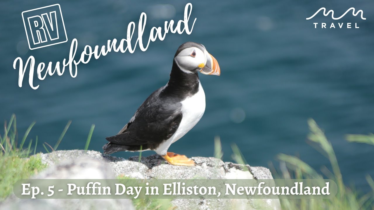 Newfoundland RV trip - PUFFIN day in ELLISTON, NEWFOUNDLAND