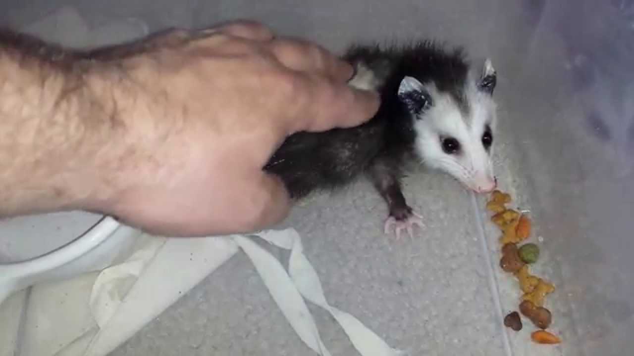 Dog and Baby Possum