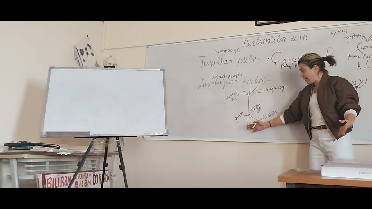 &Ouml;rt&uuml;l&uuml;toxumlular ş&ouml;bəsi ,Birləpəlilər sinfinin fəsilələri