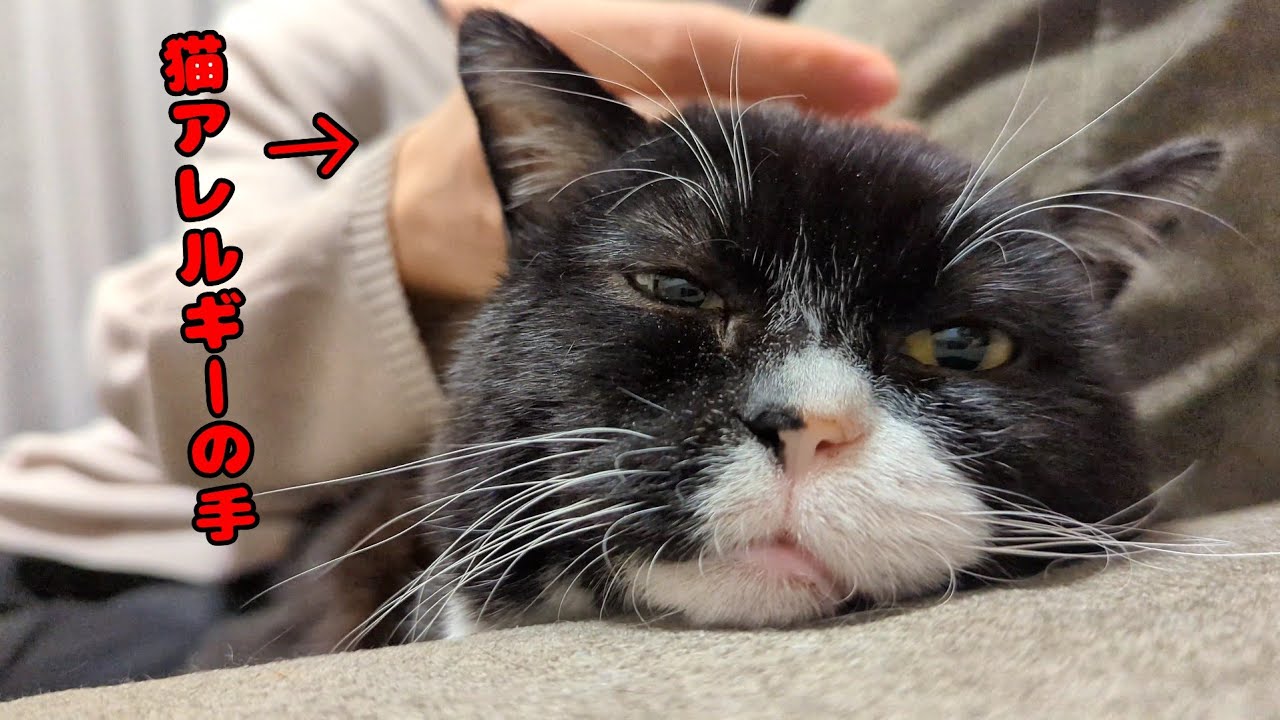 猫アレルギーの友達がもんたを触った結果…