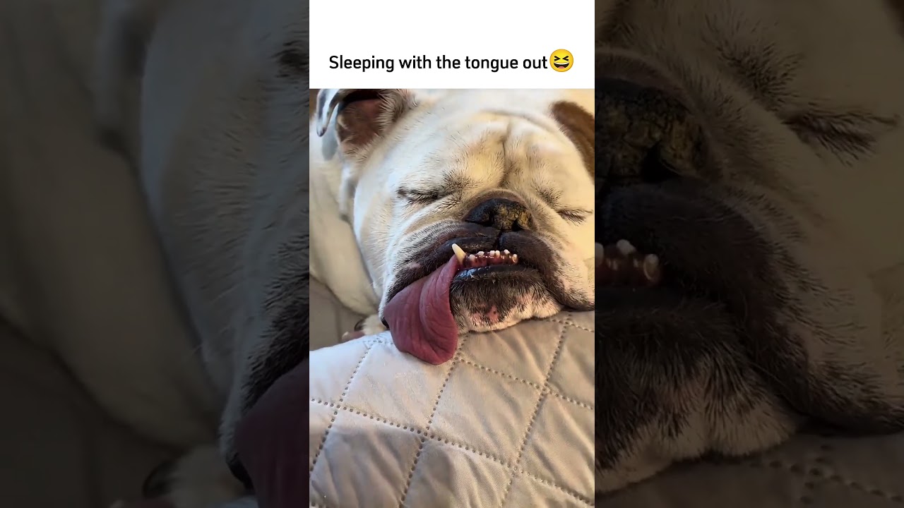 Cute & Funniest Cats and Dogs Reaction Moments 🤣#cat #dogs #funnycat