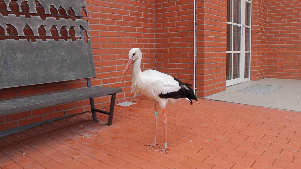 Gandras Ventės rage