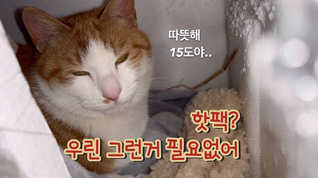 핫팩 없이도 따뜻한 길고양이 겨울집/ 마당냥이 돌보기/ 집사일상 브이로그
