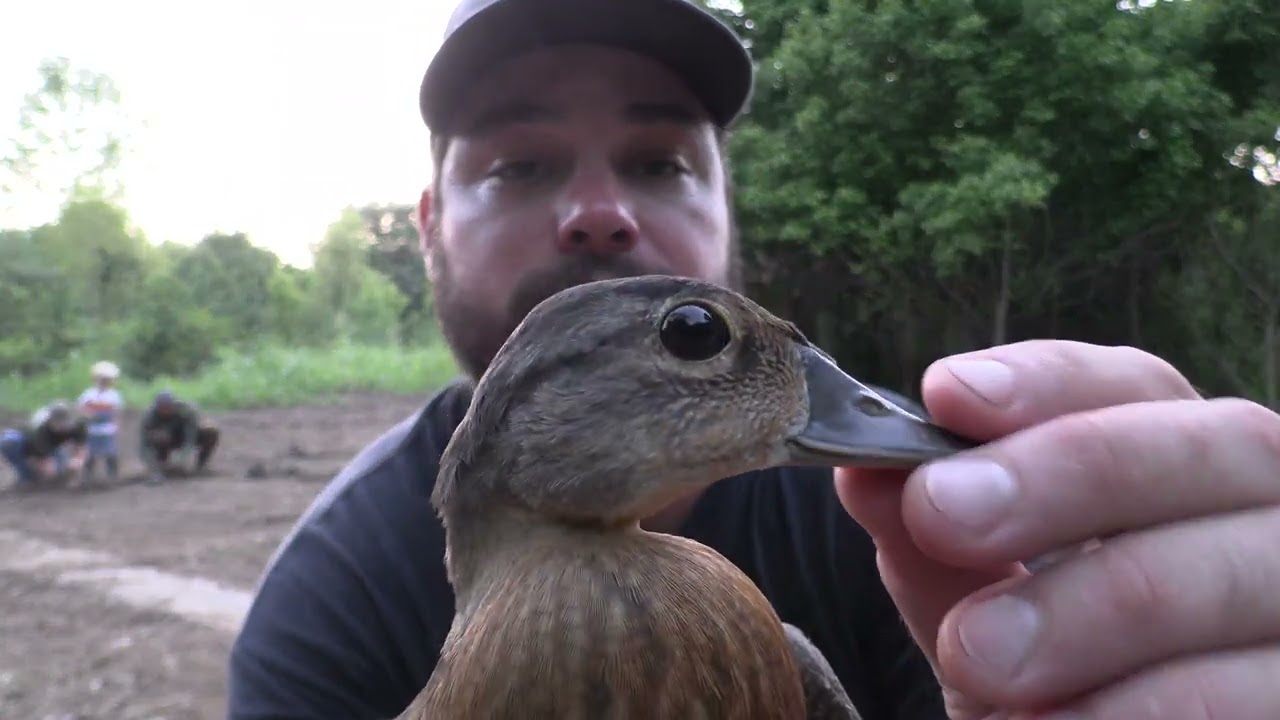 Banding 12,000 Ducks
